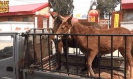 骡子在线观看,探寻古代丝绸之路的传奇故事